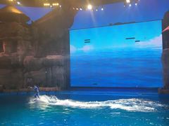 -芜湖新华联大白鲸海洋公园