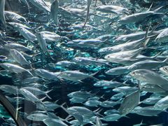 -上海海洋水族馆