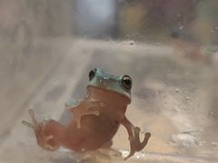 -酷以爬仙阁实体爬宠店·守宫·蜥蜴·专业繁育