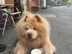 -甄爱宠物医院(疏影路店)