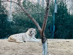 -北京野生动物园