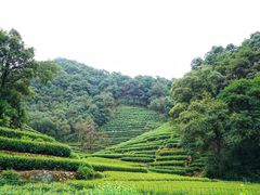 -龙井壹号·茶缘山景宴(龙井村店)