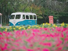 -杭州湾海上花田景区