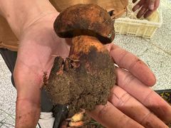 -滇野云南野生菌餐厅(陕西南路店)