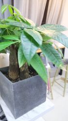 -99·MINI美甲美睫