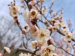 -梅花山(明孝陵内)