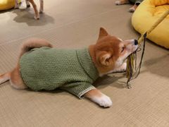 -逗柴咖啡屋·狗咖猫咖宠物桌游