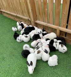 -萌宠亲子动物乐园(槐房万达店)