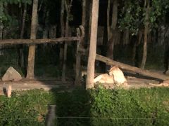 -清迈夜间动物园