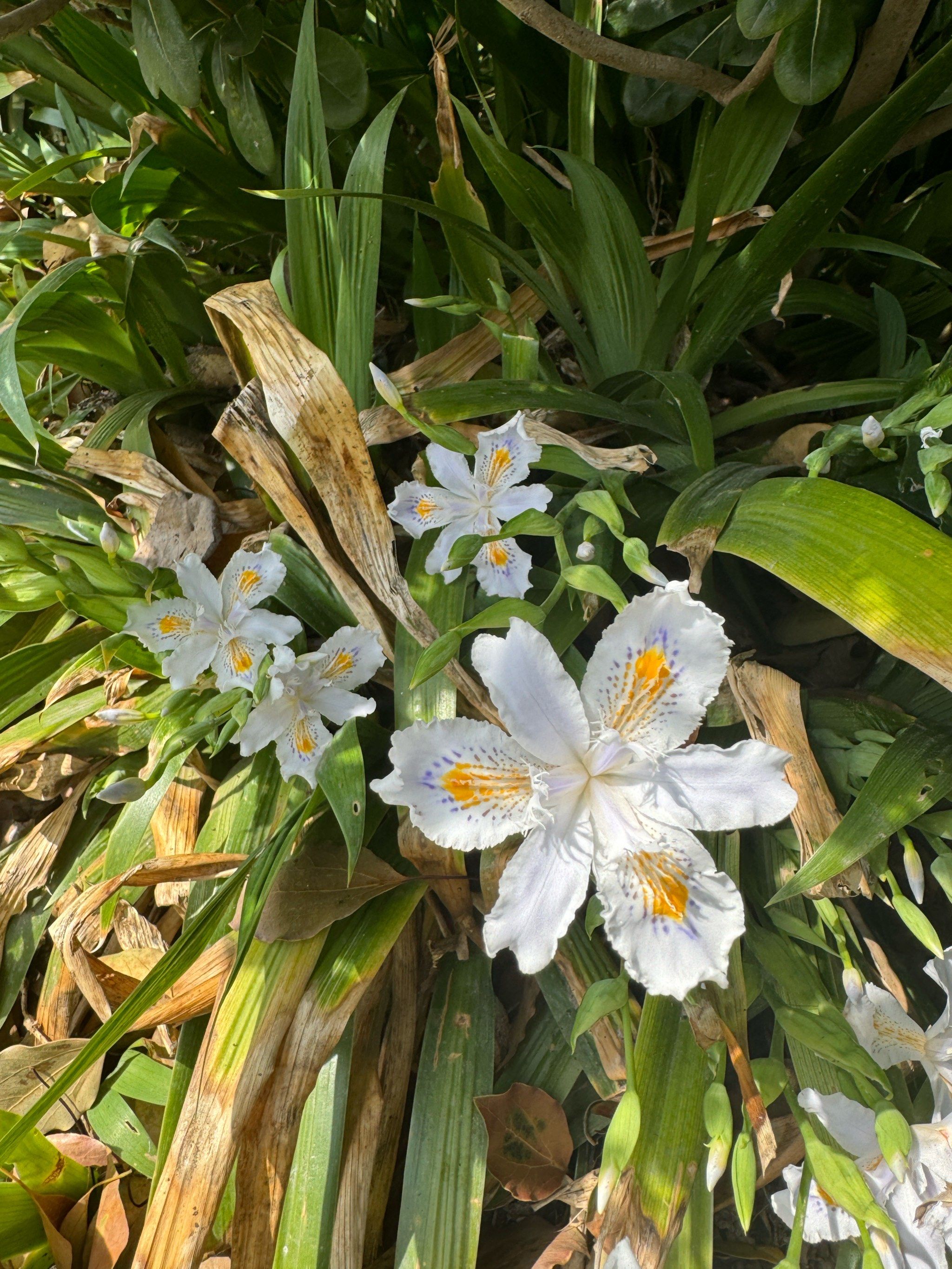 春天的那些小野花