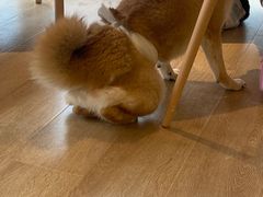 -南京Hallo宠物乐园·哈罗犬舍·柴犬繁育基地