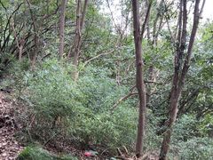 -采石矶景区