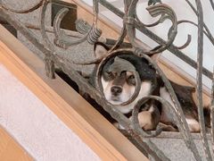 -喜柴咖啡·柴犬狗咖