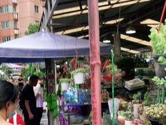 -曲阳花鸟市场(曲阳路店)