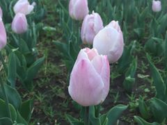 -长春公园(普阳街道)