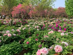 -洛阳市隋唐城遗址植物园