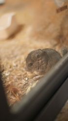 -酷嗒动物文化乐园(cutezoo西溪乐天城店)