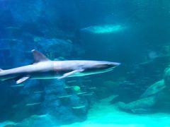 -悉尼海洋生物水族馆