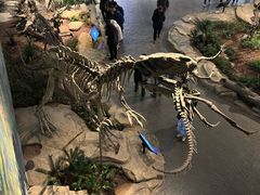 -自贡恐龙博物馆