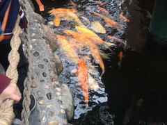 -上海大自然野生昆虫馆(东方明珠·爬宠昆虫探索中心)