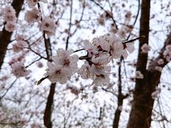 -大兴滨河森林公园