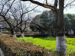 -武汉大学-樱园