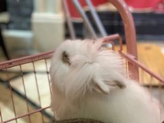 -猫色咖啡·猫咖