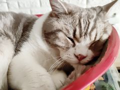 -平行世界·猫咖(首经贸店)