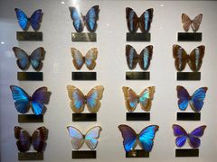 -上海昆虫博物馆