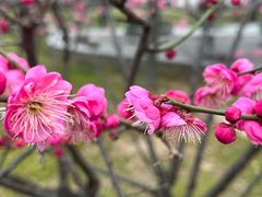 -苏州公园(双塔街道)