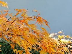 -秋霞圃