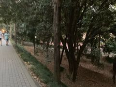 -武汉大学-樱园