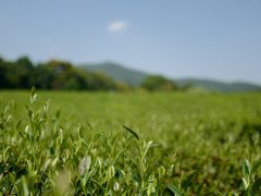 -中国茶叶博物馆(双峰馆区)