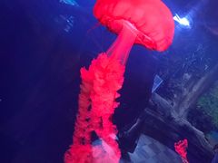 -迪拜水族馆及水下动物园