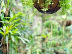 -中国科学院西双版纳热带植物园