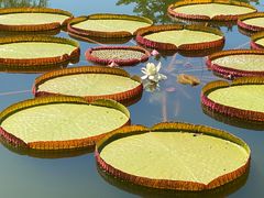 -国家植物园南园