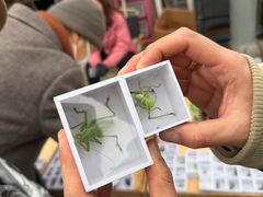 -中环花鸟鱼虫市场