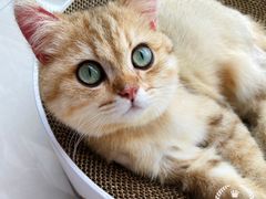 -momokira米努特·德文卷毛猫·棉花面纱犬