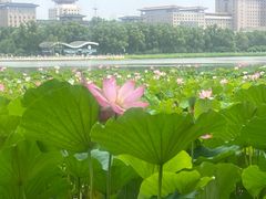 -莲花池公园