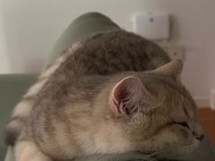 -momokira米努特·德文卷毛猫·棉花面纱犬