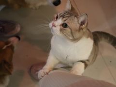 -平行世界·猫咖(首经贸店)