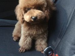 -犬也宠物造型(恒茂国际都会商业街店)