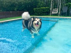 -汪说喵讲宠物乐园宠物酒店(红星美凯龙店)