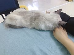 -鼓捣猫呢主题猫咖店