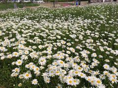 -春花秋色城市公园