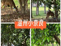 -三垟湿地