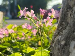 -长发西饼(道前店)