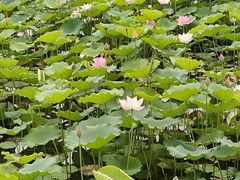 -荔湾湖公园
