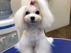 -PETKIT小佩宠物(古北店)