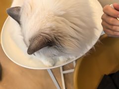 -有喵·猫咖·狗咖·30几只猫10只小狗(岗厦店)